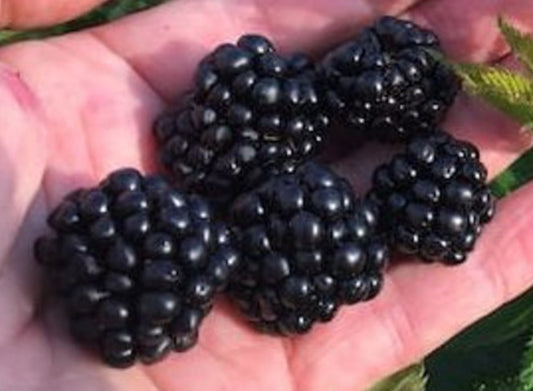 Ponca Thornless BlackBerry Plant