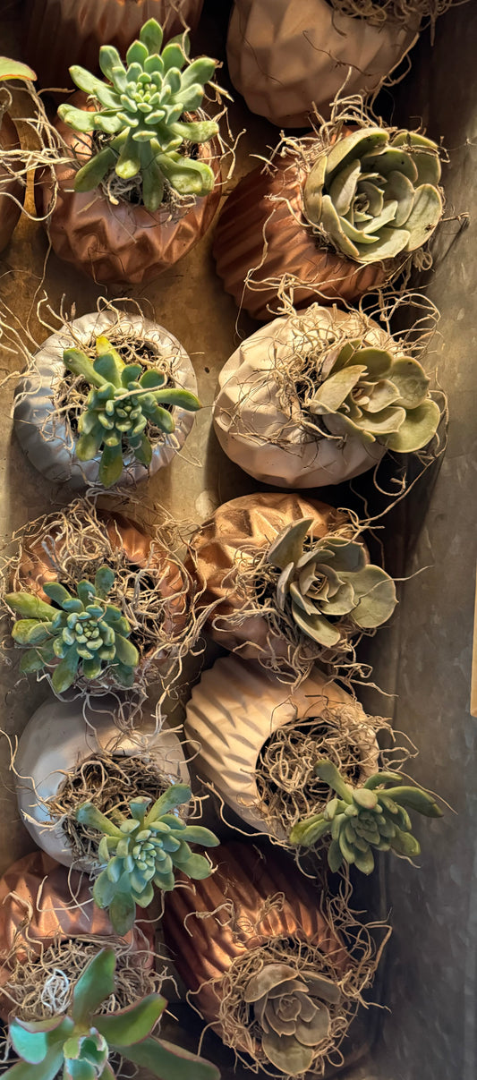 Elevated & Demure Succulents